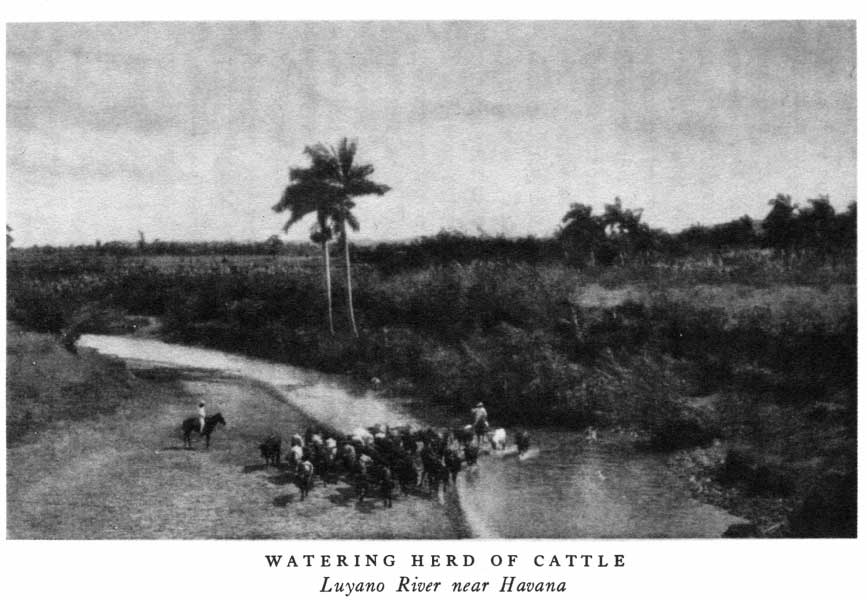 WATERING HERD OF CATTLE