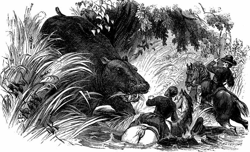 [Illustration: ALEXANDER AND THE HIPPOPOTAMUS.]