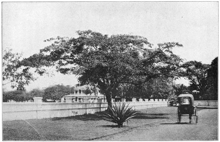 West Indian Rain-tree, or Monkey-pod Tree