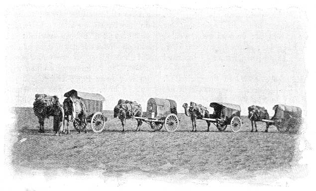In de woestijn Gobi. Een karavaan van karren door kameelen getrokken.