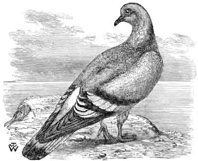 The Pigeon