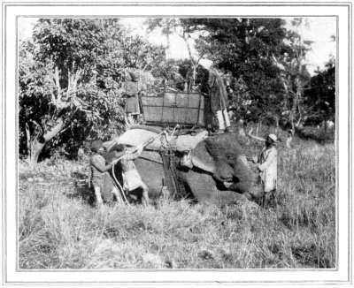 HOWDAH ELEPHANT TRAINING MADE EASY
HE IS FED WITH "GOOR" OR CRUDE SUGAR BEFORE STARTING ON THE TIGER
HUNT