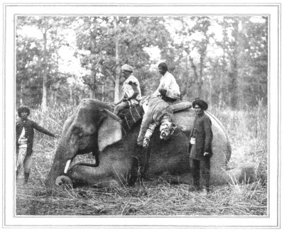 TIGRESS ALSO IS SLAIN
THE BODY BORNE BACK TO CAMP ON ONE OF THE PAD-ELEPHANTS