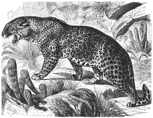 Luipaard (Felis pardus). 1/12 v. d. ware grootte.