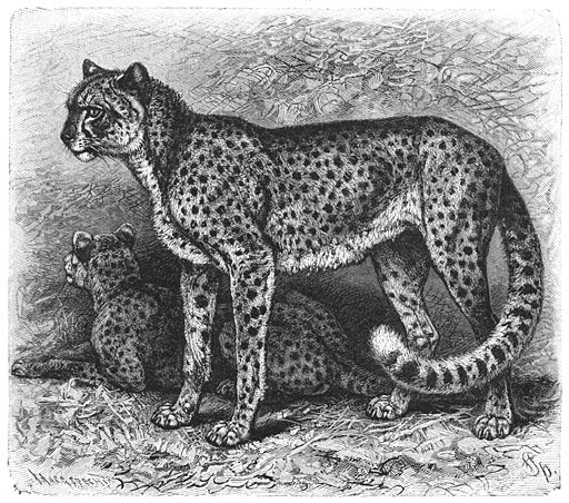 Afrikaansche Gepard of Fahhad (Cynailurus Guttatus). 1/9 v. d. ware grootte.
