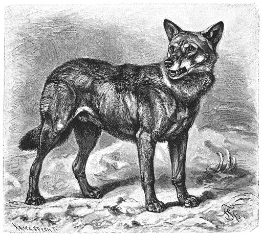 Wolf (Canis lupus). 1/9 v. d. ware grootte.
