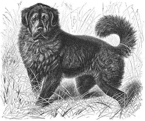 Tibetaansche Dog (Canis familiaris molossus tibetanus). 1/12 v. d. ware grootte.