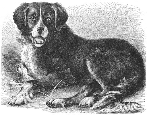 Newfoundlander (Canis familiaris extrarius terrae novae). 1/12 v. d. ware grootte.