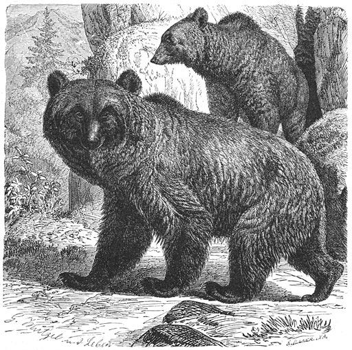 Landbeer (ursus arctos). 1/16 v. d. ware grootte.