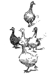 A group of five geese, walking down the left side of the page.