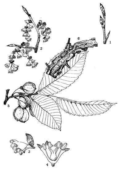 Plate L.