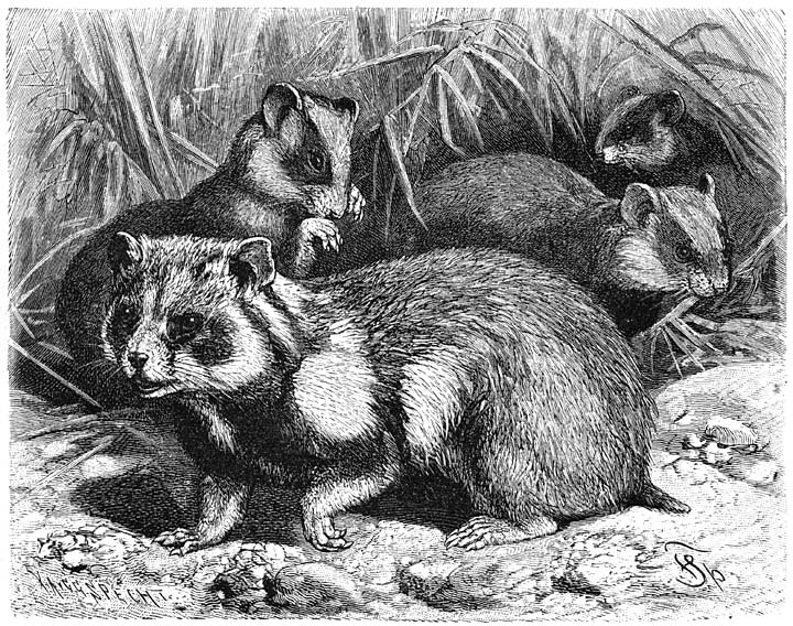 Hamster (Cricetus frumentarius). ⅓ v.d. ware grootte.