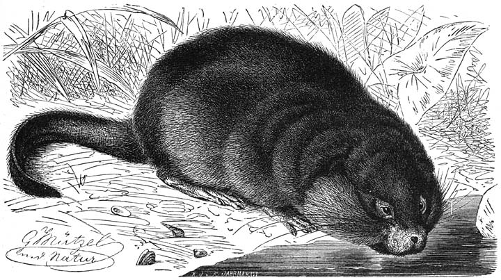 Muscus-rat of Ondatra (Fiber zibethicus). ⅓ v.d. ware grootte.