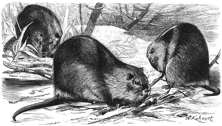 Rattenbever (Myopotamus coypu). ⅕ v.d. ware grootte.