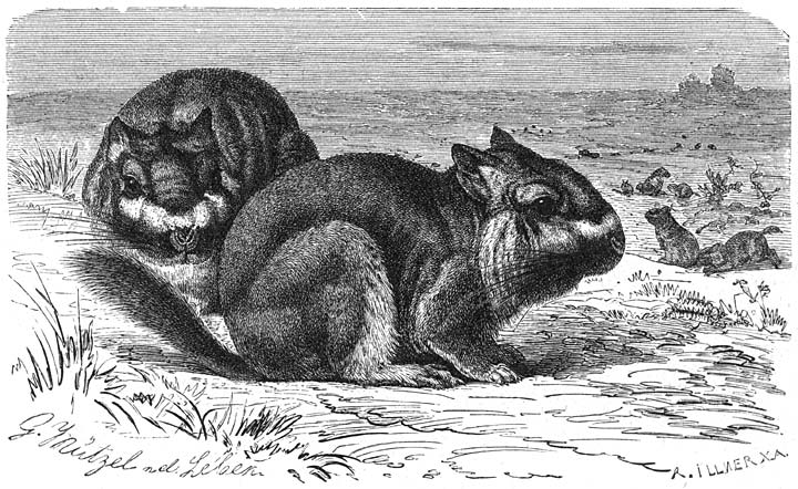 Viscacha (Lagostomus trichodactylus). ⅕ v.d. ware grootte.