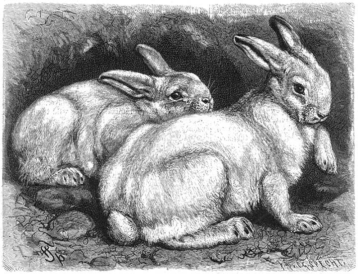 Alpenhaas of Sneeuwhaas (Lepus timidus, L. variabilis). ⅕ v.d. ware grootte.