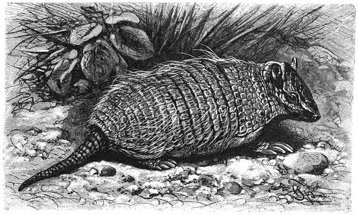 Zesgordelig Gordeldier (Dasypus sexcinctus). ⅕ v.d. ware grootte.