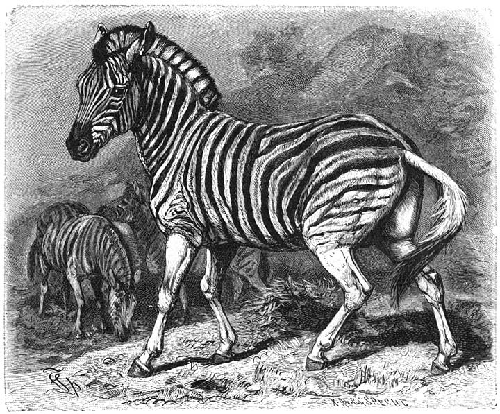 Dauw (Equus Burchelli), 1/16 v.d. ware grootte.