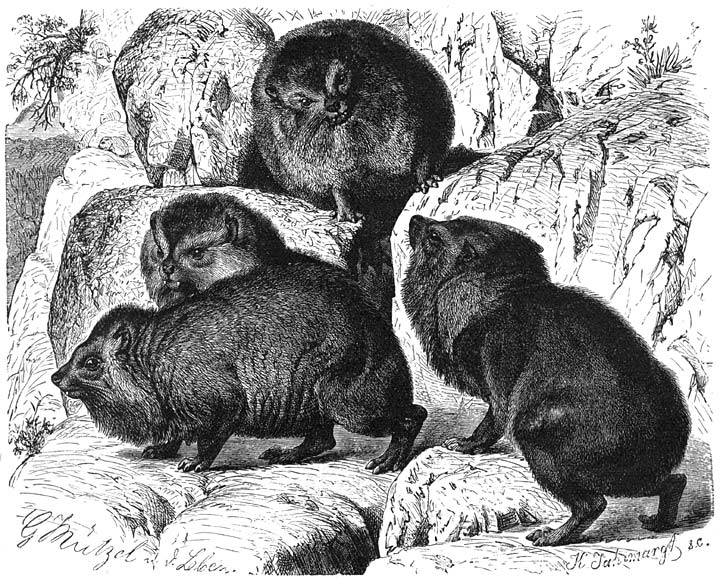 Aschkoko (Hyrax abyssinicus). ¼ v.d. ware grootte.