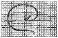 FIG. 303. TWO-SIDED ITALIAN STITCH. RETURN JOURNEY, WHICH
COMPLETES THE CROSS STITCH.