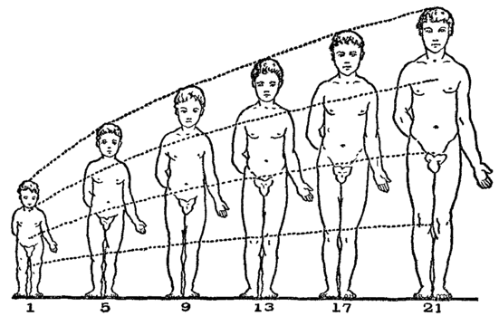 Fig. 14. Developmental Changes.