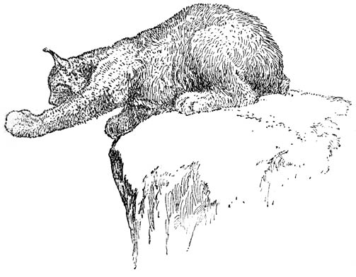 Lynx op rots.