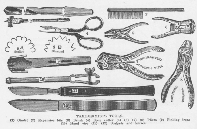 TAXIDERMISTS TOOLS. (1) Gimlet (2) Expansive bits (3) Brush (4) Bone cutter (5) (6) (7) (8) Pliers (9) Pinking irons (10) Hand vise (11) (12) Scalpels and knives.