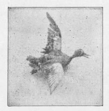 FLYING DUCK. (For wall.)