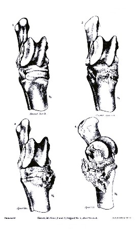 PLATE XXIX.