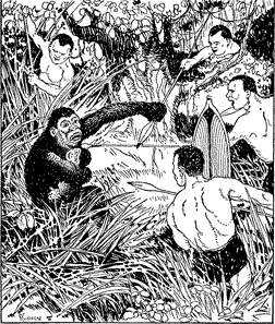 A gorilla holding her baby, surrounded by men with spears