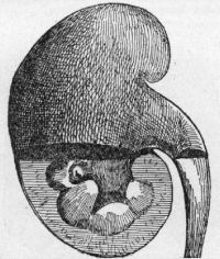 The kidney in health.