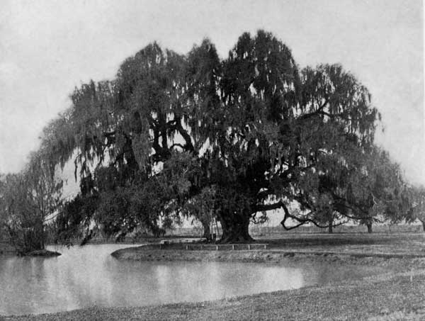 A LIVE-OAK WITH SPANISH MOSS.