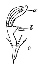 LABIATE PLANT.
a. Stamens. b. Corolla. c. Calyx.