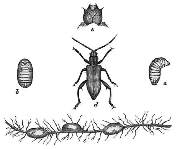 DONACIA.

a, b. Larvæ, nat. size. c. Cocoons on root, nat. size. d. Beetle,
slightly magnified, e. Head of larva.