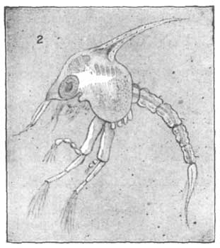 Fig. 2.—Young Crab: second stage.