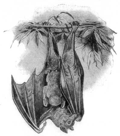 Fig. 5.—Bat, resting, with young.