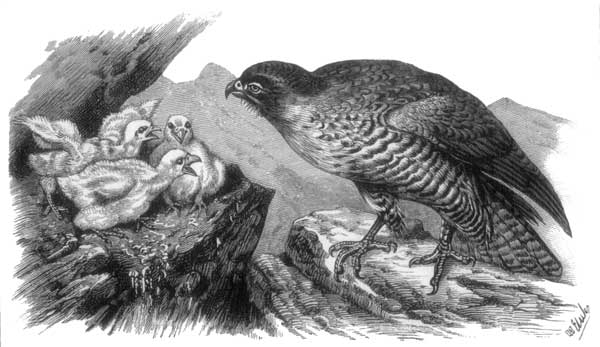 Fig. 1.—Peregrine Falcon, and young ones.