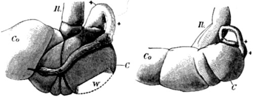 Appendix vermiformis in Orang and in Man.