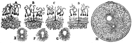 Fertilization of the ovum of a star-fish.