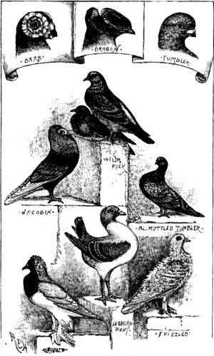 Pigeons.