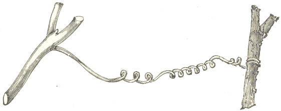 Fig. 13.  A caught tendril of Bryonia dioica, spirally
contracted in reserved directions