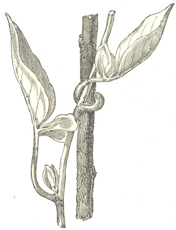 Fig. 3.  Solanum jasminoides, with one of its petioles clasping
a stick