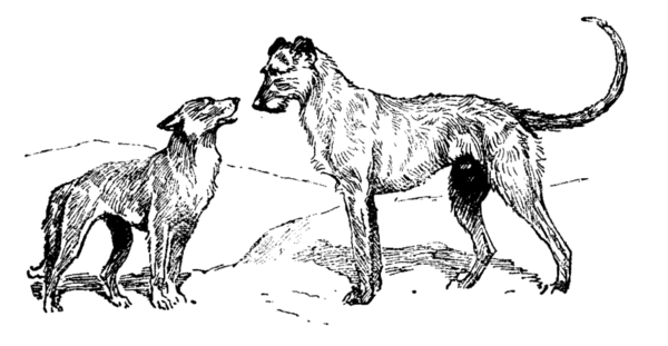 dingo and wolfhound meeting