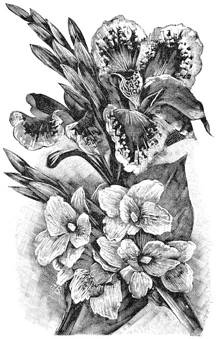 Fig. 116. Canna Crozy.