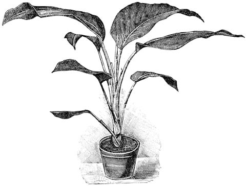 Fig. 136. Dieffenbachia Baumannii.