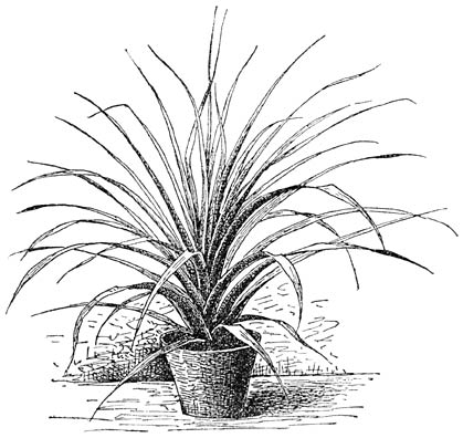 Fig. 140. Tillandsia Lindenii.