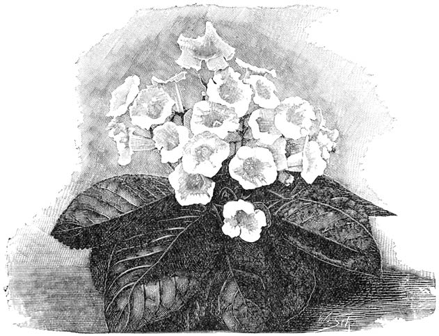 Fig. 147. Gloxinia met rechtop staande bloemen.