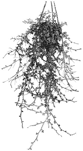 Fig. 176. Selaginella cæsia.
