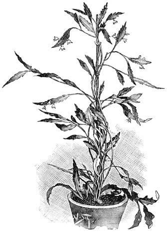Fig. 194. Rhipsalis Houlletiana.