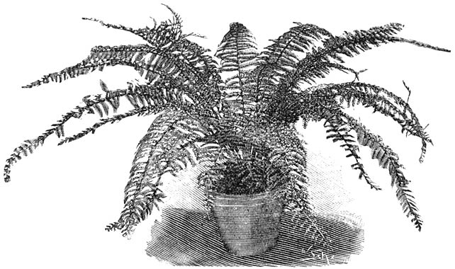 Fig. 245. Asplenium Belangeri.